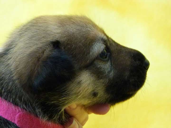 chinook puppy